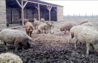 Eladó Letenyei egyéb mezőgazdasági ingatlan hirdetés (35497245)