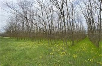 Eladó Paksi egyéb mezőgazdasági ingatlan hirdetés (13474977)