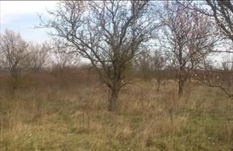 Eladó Balatonalmádi egyéb mezőgazdasági ingatlan hirdetés (42747178)