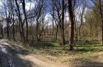 Eladó Zalaszántói külterületi telek hirdetés (25949376)