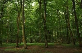 Eladó Fehérgyarmati egyéb mezőgazdasági ingatlan hirdetés (24795742)