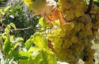 Eladó Csókakői egyéb mezőgazdasági ingatlan hirdetés (31535485)