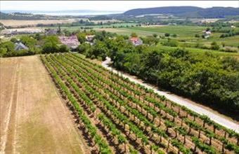 Eladó Szentjakabfai külterületi telek hirdetés (63944123)