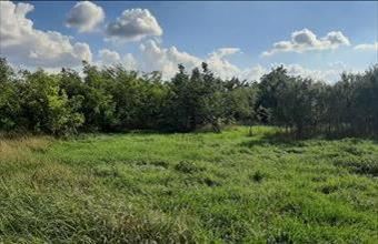 Eladó Sárrétudvari lakóövezeti telek hirdetés (38683753)