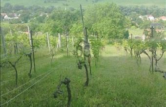 Eladó Kereki külterületi telek hirdetés (34798641)