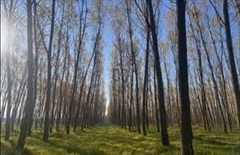 Eladó Pusztaszeri egyéb mezőgazdasági ingatlan hirdetés (23793372)