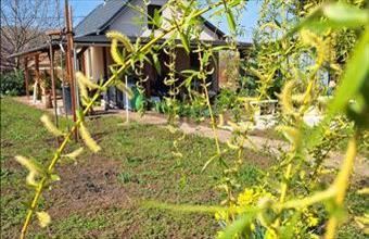 Eladó Debreceni lakóövezeti telek hirdetés (74323315)