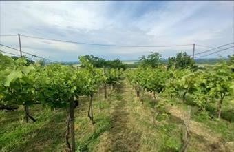 Eladó Somlószőlősi külterületi telek hirdetés (69335584)