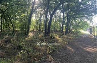 Eladó Tápiószőlősi külterületi telek hirdetés (99793414)