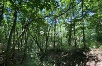 Eladó Fóti külterületi telek hirdetés (44349886)