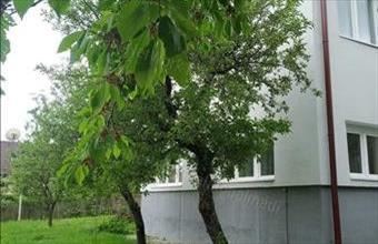 Eladó Balatonalmádi családi ház hirdetés (38754974)