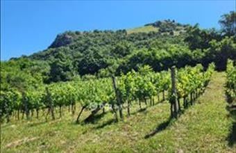 Eladó Gyulakeszi egyéb mezőgazdasági ingatlan hirdetés (94453354)