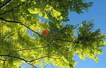 Eladó Sárszentlőrinci egyéb telek hirdetés (23868223)