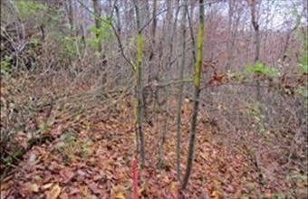 Eladó Bükkszentkereszti üdülőövezeti telek hirdetés (44733751)