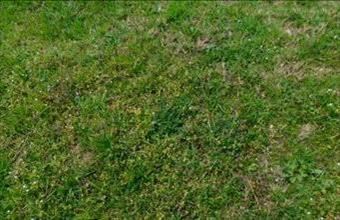 Eladó Szászbereki lakóövezeti telek hirdetés (35483211)