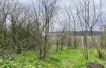 Eladó Bagi külterületi telek hirdetés (17539789)