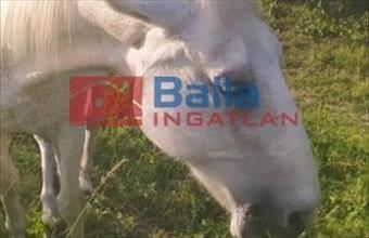 Kiadó Budapest XVII. kerületi egyéb telek hirdetés (57482444)