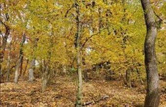 Eladó Kismarosi egyéb telek hirdetés (29692753)