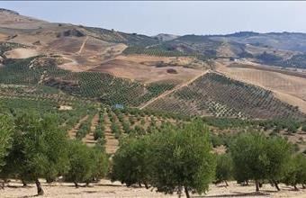 Eladó Spanyolországi lakóövezeti telek hirdetés (77363749)