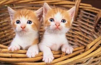 Eladó Spanyolországi üdülő hirdetés (87898262)