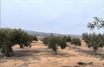 Eladó Spanyolországi lakóövezeti telek hirdetés (47762515)