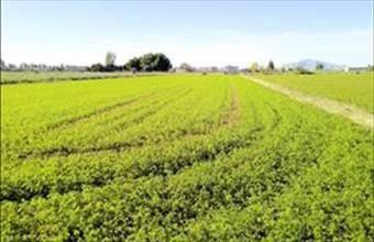 Eladó Spanyolországi lakóövezeti telek hirdetés (62444398)