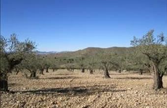 Eladó Spanyolországi lakóövezeti telek hirdetés (64367545)