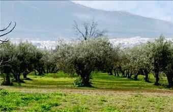 Eladó Spanyolországi lakóövezeti telek hirdetés (74619431)