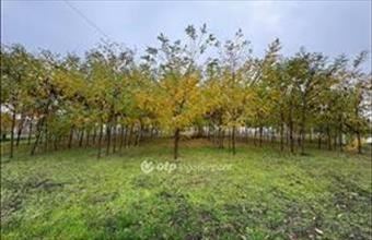 Eladó Monostorpályi családi ház hirdetés (43392634)