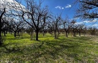 Eladó Lajosmizsei termőföld, szántó hirdetés (84335437)