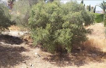 Eladó Spanyolországi lakóövezeti telek hirdetés (25543773)