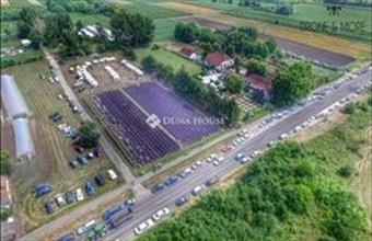 Eladó Csongrádi termőföld, szántó hirdetés (84926683)