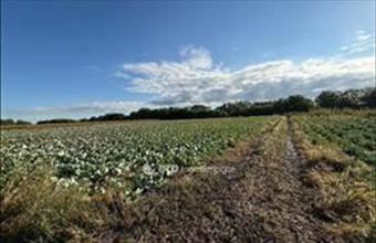 Eladó Újfehértói fejlesztési lakóterület hirdetés (34764874)