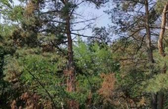 Eladó Kecskeméti külterületi telek hirdetés (19597331)