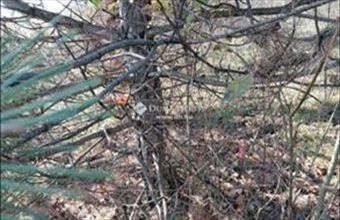 Eladó Zsámbéki külterületi telek hirdetés (96735153)