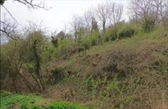 Eladó Zalaszentgróti külterületi telek hirdetés (93417697)