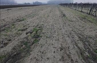 Eladó Csongrádi termőföld, szántó hirdetés (59574785)