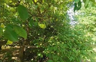 Eladó Iszkaszentgyörgyi külterületi telek hirdetés (24425343)