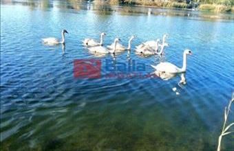 Eladó Délegyházai hétvégi ház hirdetés (43181276)