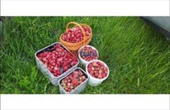 Kiadó Budapest XVII. kerületi egyéb telek hirdetés (46941563)