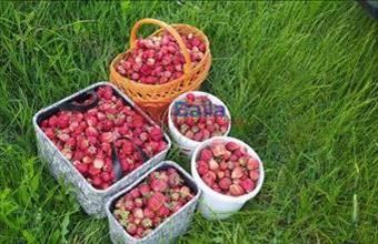 Kiadó Budapest XVII. kerületi egyéb telek hirdetés (46941563)