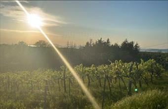 Eladó Balatonlellei zártkert hirdetés (38121243)