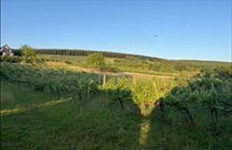 Eladó Balatonlellei zártkert hirdetés (38121243)