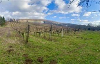 Eladó Balatonlellei zártkert hirdetés (38121243)