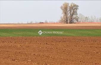 Eladó Kisszállási külterületi telek hirdetés (73434528)