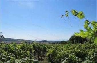 Eladó Balatoncsicsói egyéb mezőgazdasági ingatlan hirdetés (73849474)