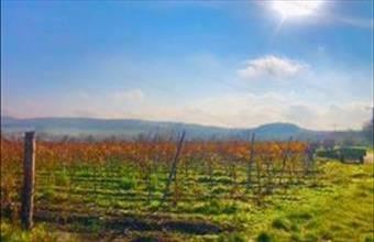 Eladó Balatoncsicsói egyéb mezőgazdasági ingatlan hirdetés (43367696)