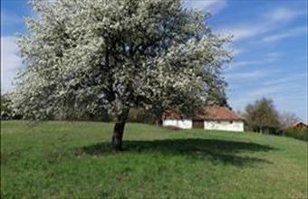 Eladó Szentgotthárdi lakóövezeti telek hirdetés (48342743)