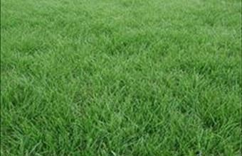 Eladó Dunakeszi lakóövezeti telek hirdetés (43835583)