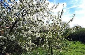 Eladó Tököli családi ház hirdetés (43777378)